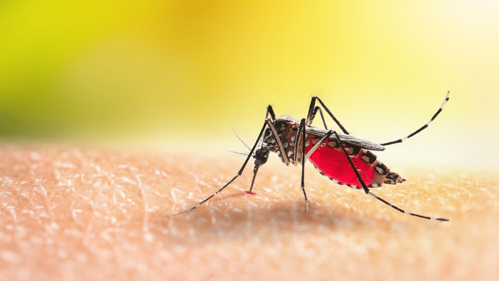 Dengue Fever Expected to Surge in Southern Europe, US, and Africa This Decade, WHO Scientist Warns