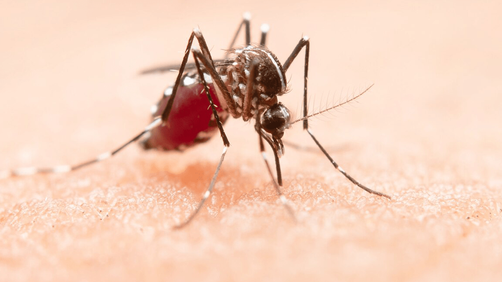 Locally Acquired Malaria Cases in the USA Raise Concerns