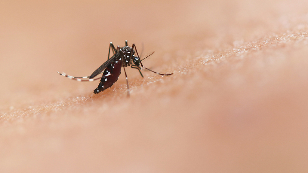 Study: Dengue Fever Impacts Infant Health for 3 Years